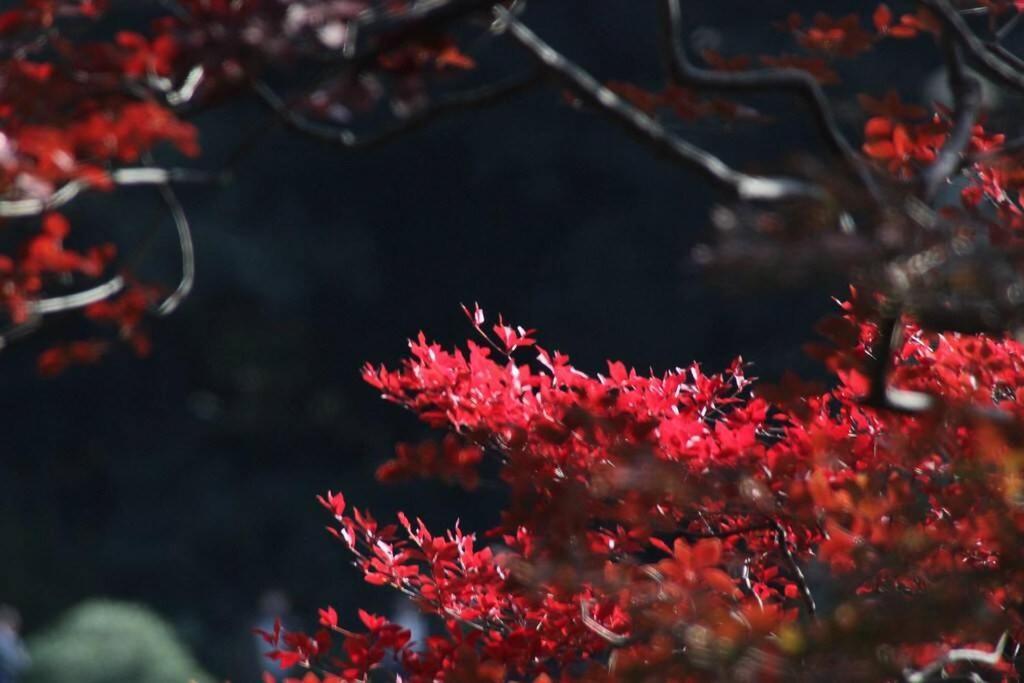 Tora Hotel Tokyo-Rikugienn 寅ホテル 六義園 A Eksteriør bilde